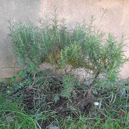 La Vista Sul Castello Apartment *