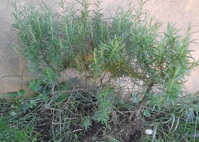 La Vista Sul Castello Lägenhet *